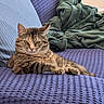 cat, tabby, feline, pet, animal, portrait, sitting, lounging, relaxed, serious, green_eyes, whiskers, striped_fur, brown_fur, couch, sofa, blanket, purple, indoors, home