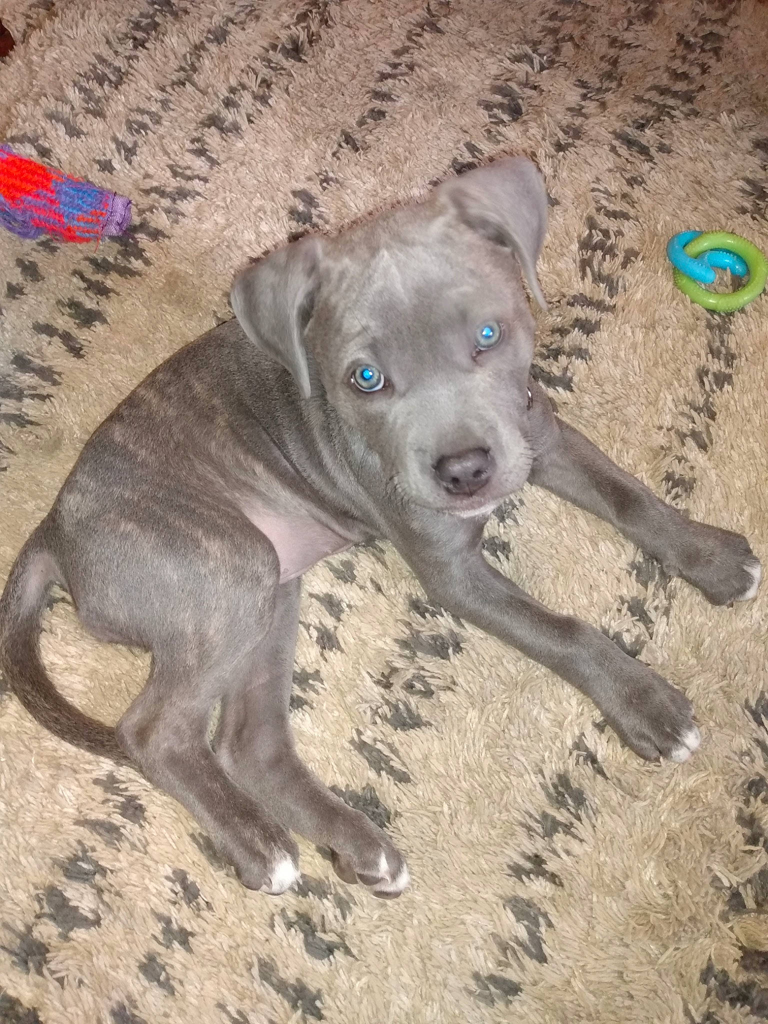 Myst joined the competition — help win amazing prizes! canidae, carnivore, companion_dog, dog, dog_breed, dog_supply, fawn, non_sporting_group, paw, sand, snout, soil, sporting_group, terrestrial_animal, working_animal, working_dog, wrinkle