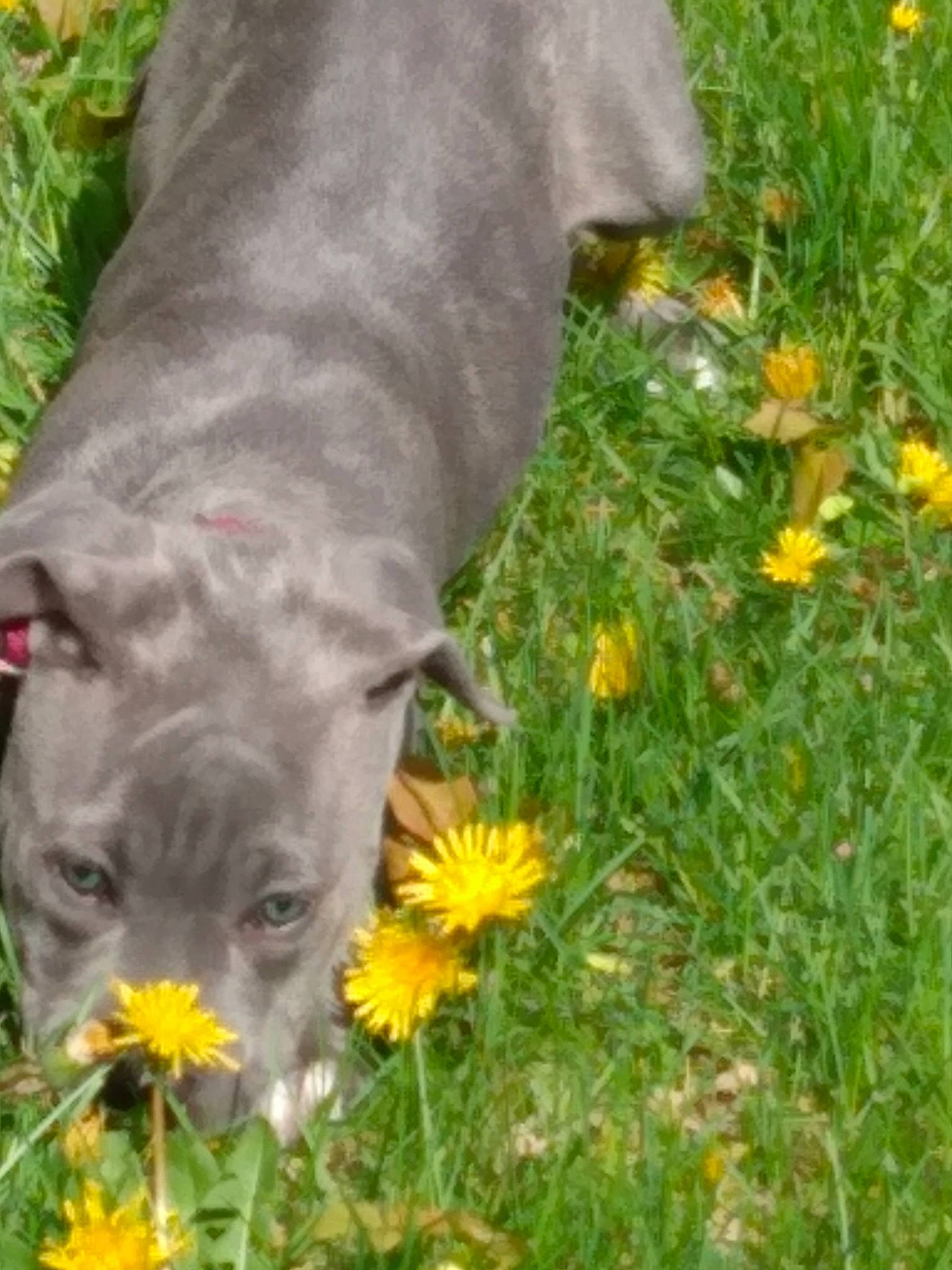 Myst is registered to the contest to win money with this photo: annual_plant, fawn, flower, flowering_plant, grass, grassland, groundcover, herb, herbaceous_plant, landscape, petal, plant, prairie, snout, sunflower, terrestrial_animal, whiskers, wildflower, wildlife, working_animal