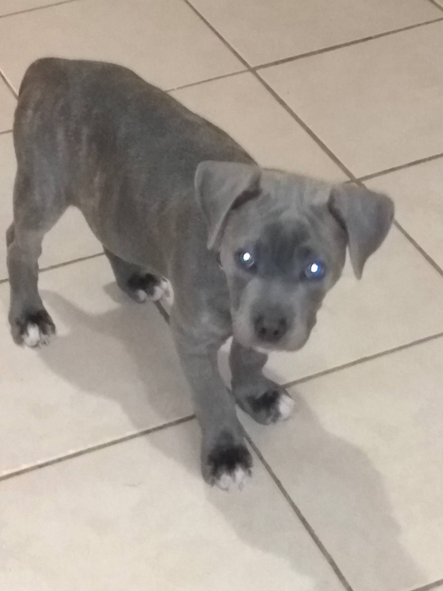 Myst is registered to the contest to win money with this photo: canidae, carnivore, companion_dog, dog, dog_breed, dog_supply, fawn, flooring, fur, non_sporting_group, paw, pet_supply, pug, snout, sporting_group, tail, terrestrial_animal, toy_dog, whiskers, working_animal