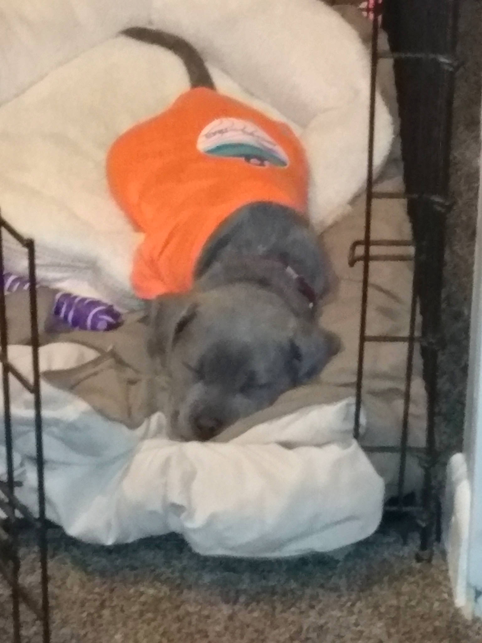 Myst is registered to the contest to win money with this photo: canidae, carnivore, comfort, companion_dog, dog, dog_breed, dog_supply, fawn, fur, guard_dog, hat, mammal, nap, non_sporting_group, pet_supply, sleep, snout, sporting_group, working_animal