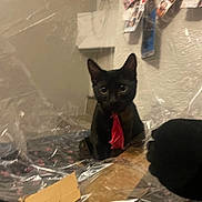 Pepsi is registered to the contest to win money with this photo: black_cat, cat, red_tie, cardboard, plastic_wrap, indoor, wall, photo_strips, pet, animal, sitting, feline, blurred, tie, domestic_cat, cute, curious, furry, small_animal, background