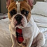 dog, french_bulldog, pet, tie, collar, bed, bedding, indoor, lamp, white, brown, ears, cute, sitting, portrait, animal, canine, expression, home, cozy