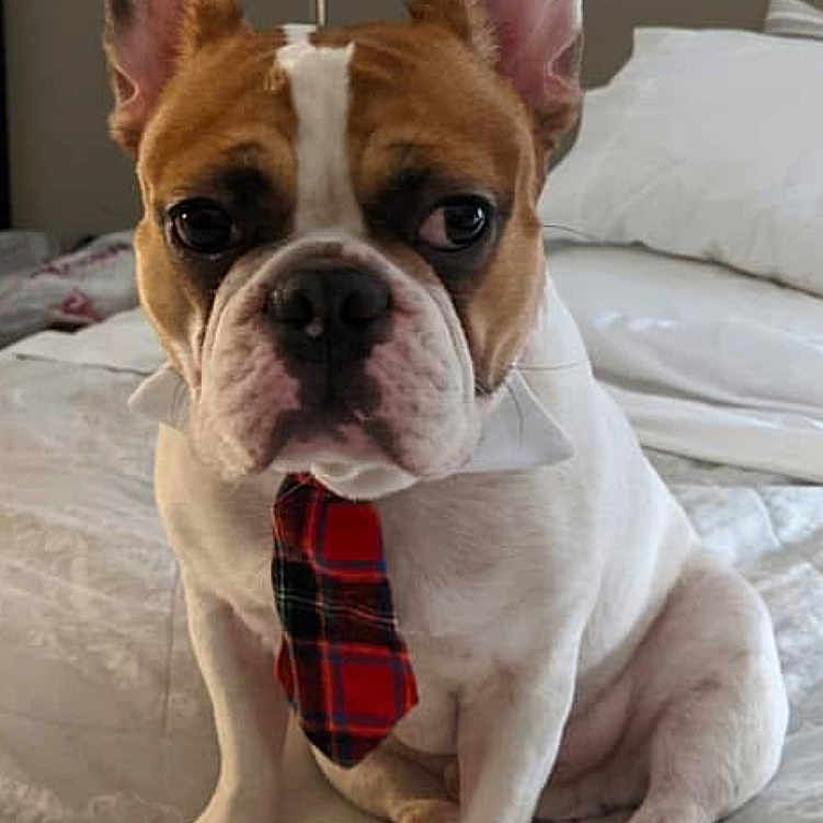 Duke is registered to the contest to win money with this photo: dog, french_bulldog, pet, tie, collar, bed, bedding, indoor, lamp, white, brown, ears, cute, sitting, portrait, animal, canine, expression, home, cozy
