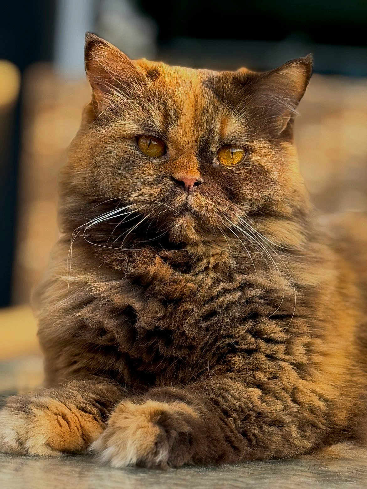 Margot participe au concours pour gagner de l'argent avec cette photo : cat, fluffy, orange, brown, fur, whiskers, eyes, portrait, closeup, animal, pet, relaxed, lying_down, cute, feline, mammal, indoor, soft_light, focus, paws