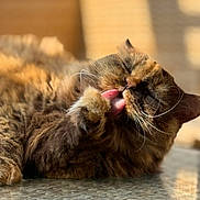 Margot participe au concours pour gagner de l'argent avec cette photo : cat, feline, grooming, tongue, fur, whiskers, closeup, relaxed, sunlight, indoor, table, paw, sleepy, cute, pet, animal, mammal, cozy, blurred_background, resting