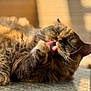cat, feline, grooming, tongue, fur, whiskers, closeup, relaxed, sunlight, indoor, table, paw, sleepy, cute, pet, animal, mammal, cozy, blurred_background, resting