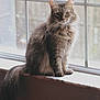 animal, calm, cat, close_up, contemplative, domestic_cat, feline, fluffy, fur, indoor, long_tail, looking_outside, natural_light, pet, quiet, sitting, tabby, whiskers, window, windowsill