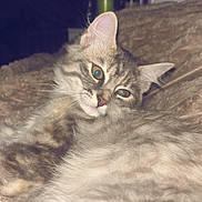 Obelixia participe au concours pour gagner de l'argent avec cette photo : cat, kitten, gray_tabby, fluffy, long_hair, whiskers, green_eyes, pink_nose, sleepy, relaxed, lying_down, portrait, indoor, blanket, couch, soft_fur, pet, animal, closeup, dim_lighting