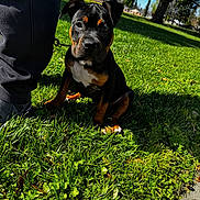 Sativa joined the competition — help win amazing prizes! dog, puppy, park, grass, leash, person_leg, shoe, black_and_tan, white_chest, sunlight, shadow, trees, sky, house, lawn, close_up, portrait, sitting, sidewalk, outdoors