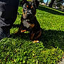 dog, puppy, park, grass, leash, person_leg, shoe, black_and_tan, white_chest, sunlight, shadow, trees, sky, house, lawn, close_up, portrait, sitting, sidewalk, outdoors