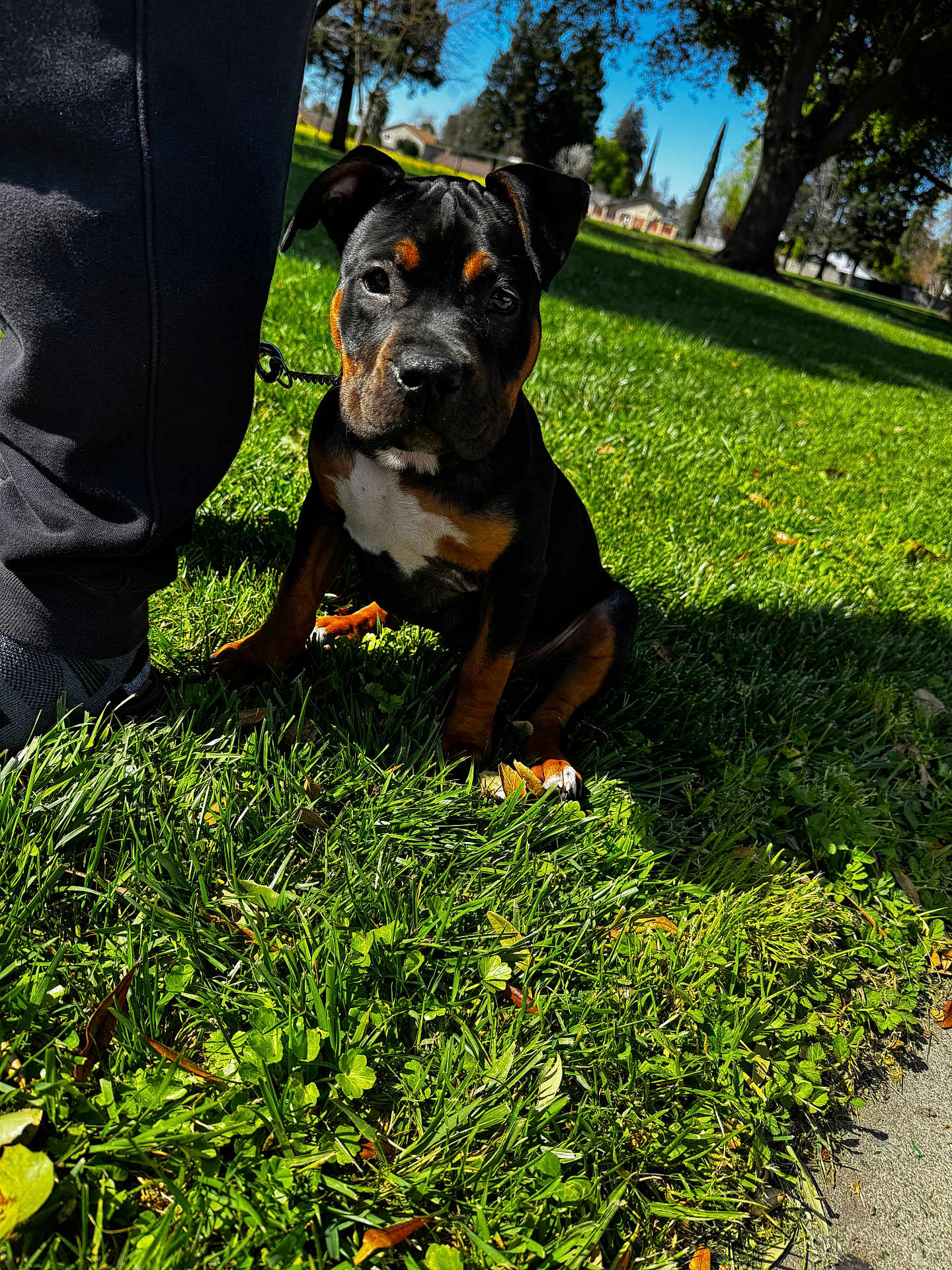 Sativa joined the competition — help win amazing prizes! dog, puppy, park, grass, leash, person_leg, shoe, black_and_tan, white_chest, sunlight, shadow, trees, sky, house, lawn, close_up, portrait, sitting, sidewalk, outdoors