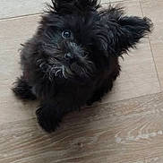 Jack joined the competition — help win amazing prizes! puppy, dog, black_dog, fluffy, small_dog, sitting, looking_at_camera, cute, fur, facial_hair, ears, eyes, paws, wooden_floor, indoor, pet, companion_animal, sandal, portrait, playful