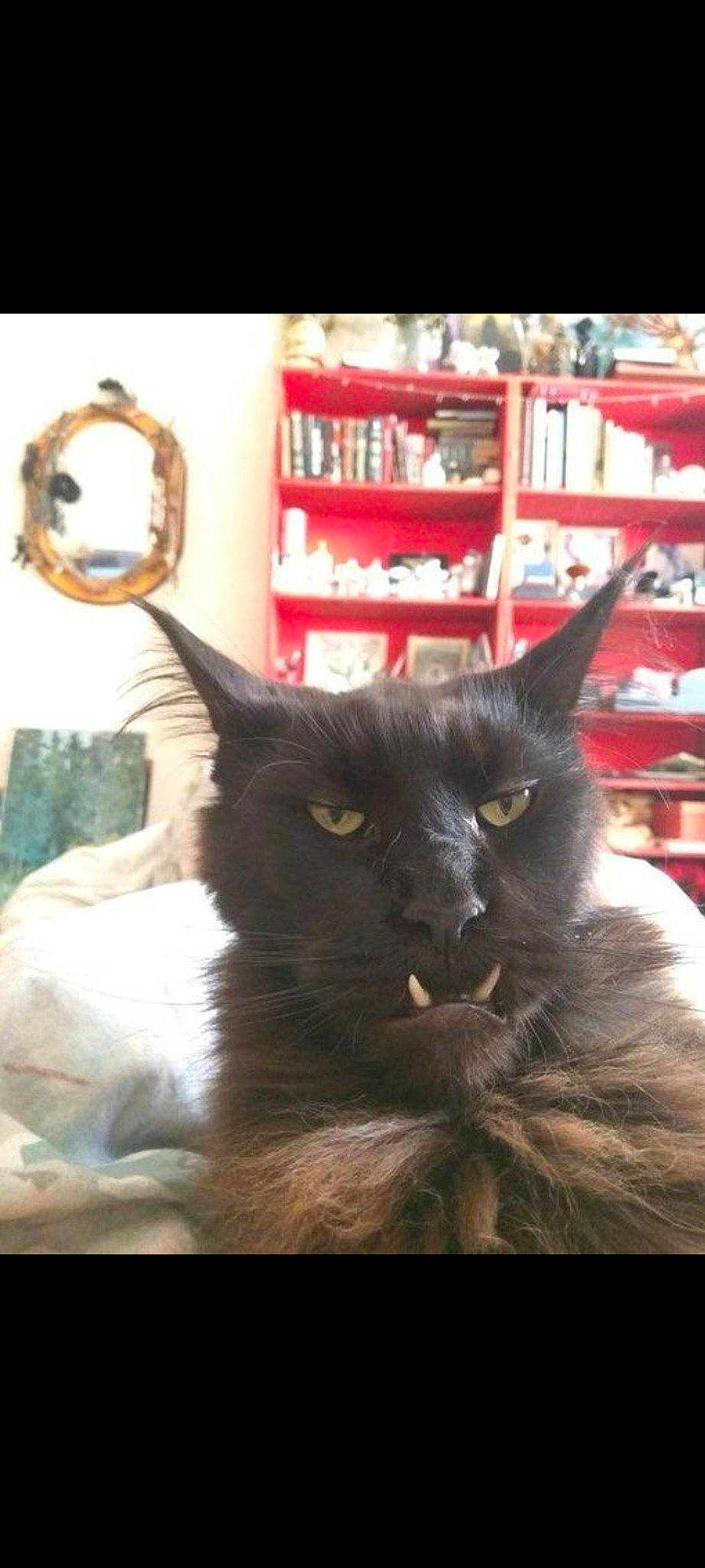 Toner participe au concours pour gagner de l'argent avec cette photo : black_cat, bombay, bookcase, carnivore, cat, domestic_short_haired_cat, felidae, fur, mirror, publication, shelf, small_to_medium_sized_cats, snout, tail, whiskers, window