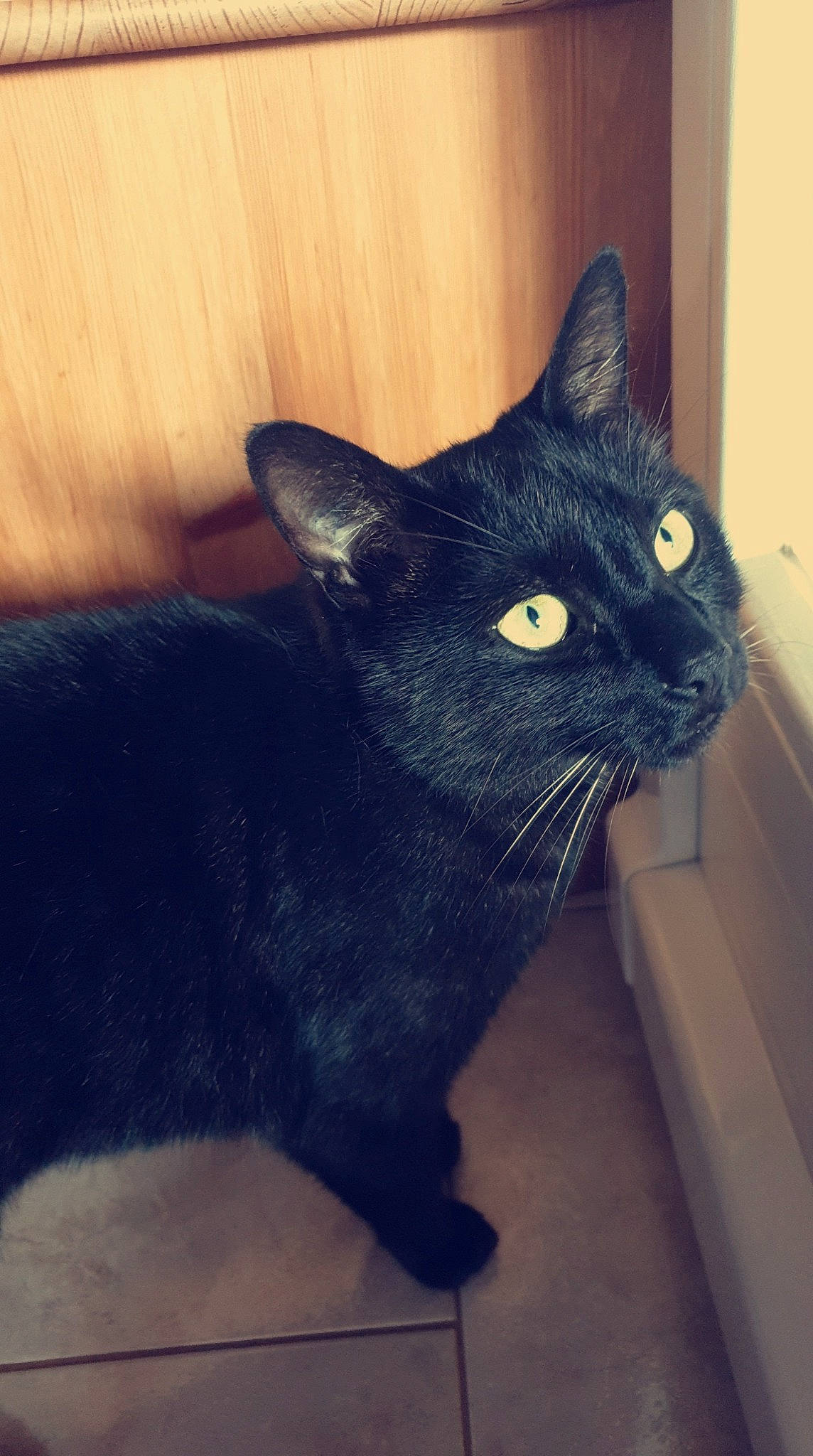 Millow participe au concours pour gagner de l'argent avec cette photo : black_cat, bombay, carnivore, cat, domestic_short_haired_cat, felidae, fur, grey, havana_brown, small_to_medium_sized_cats, tail, terrestrial_animal, whiskers, window