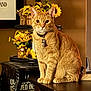 animal, bell, cat, collar, decor, domestic_cat, ears, face, flower_arrangement, furniture, ginger_cat, indoor, orange_cat, pet, portrait, sitting, sunflowers, table, whiskers, wooden_table