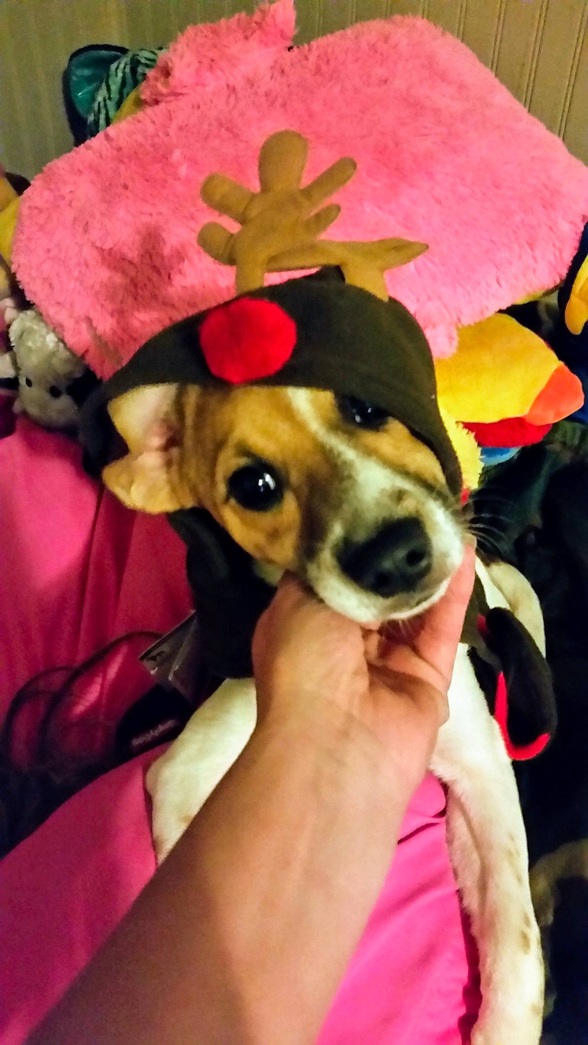 Jimmy joined the competition — help win amazing prizes! canidae, carnivore, collar, companion_dog, costume_hat, dog, dog_breed, dog_supply, ear, fawn, fedora, fur, hat, pet_supply, snout, sporting_group, sun_hat, toy_dog, whiskers, working_animal