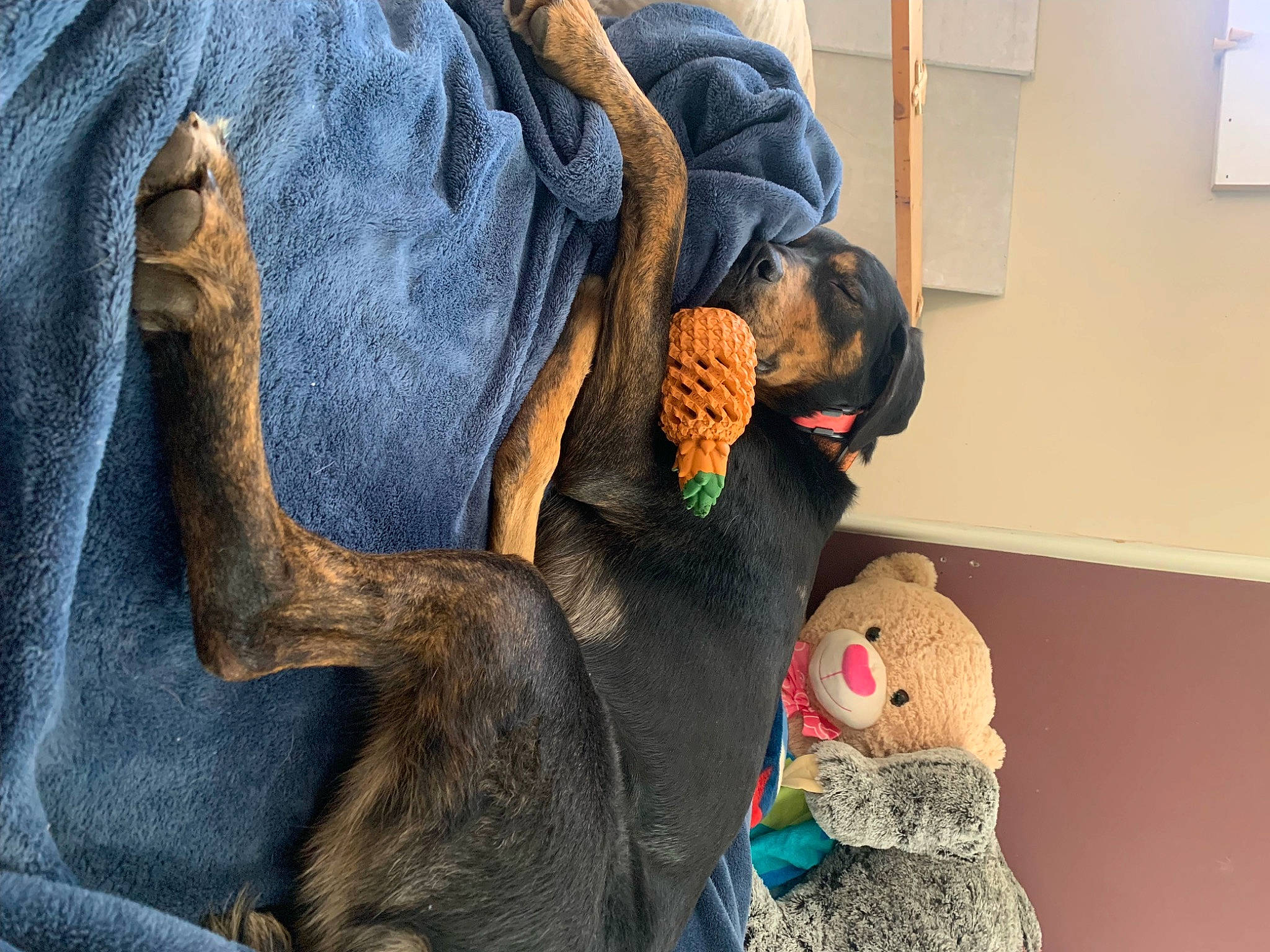 Finn is registered to the contest to win money with this photo: art, canidae, carnivore, comfort, companion_dog, denim, dog, dog_breed, fawn, fur, gesture, grey, plush, snout, sporting_group, stuffed_toy, toy, visual_arts, wool, working_animal