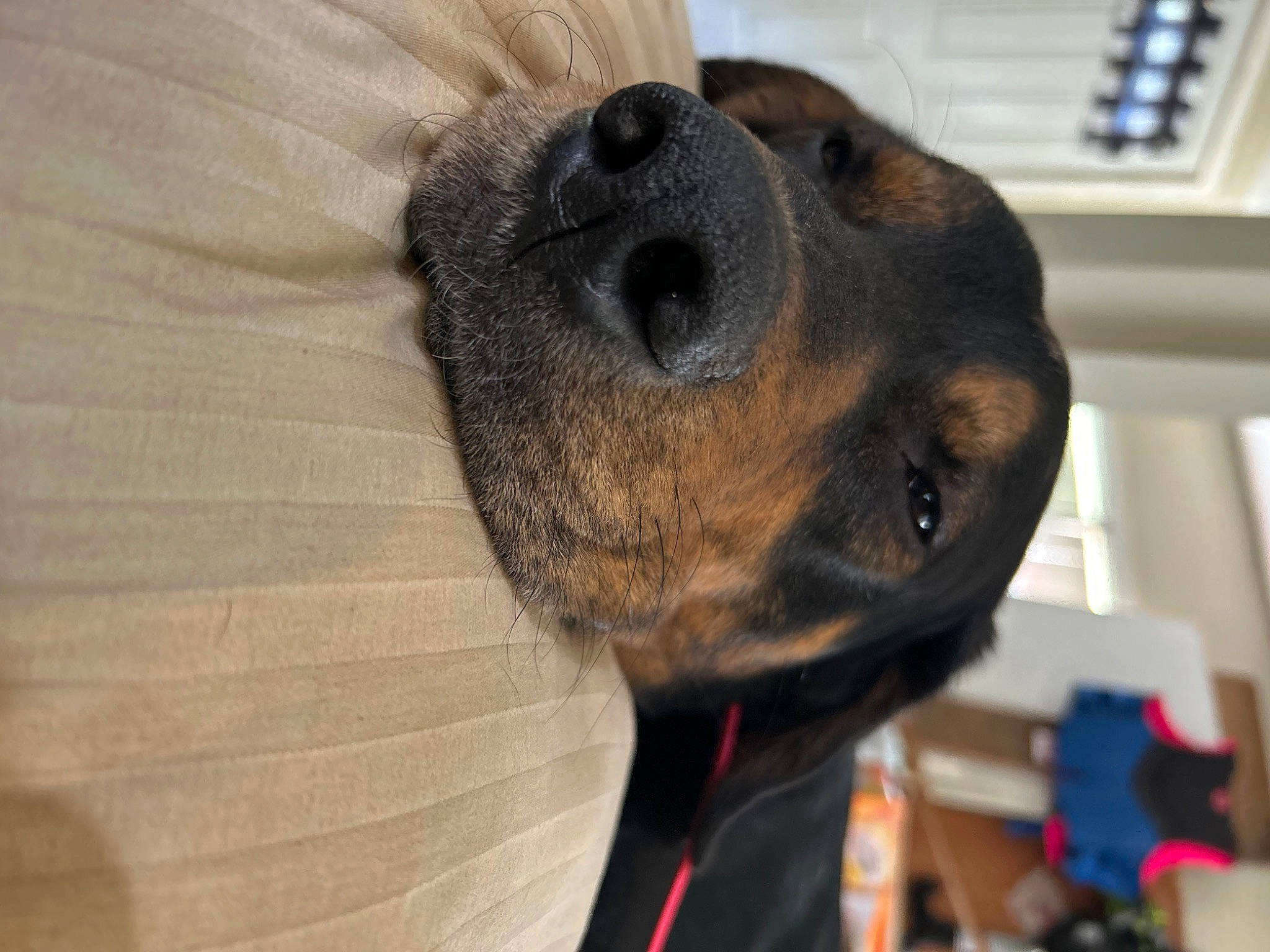 Finn joined the competition — help win amazing prizes! canidae, carnivore, collar, comfort, companion_dog, dog, dog_breed, dog_supply, ear, eye, fawn, fur, jaw, liver, pet_supply, snout, sporting_group, terrestrial_animal, whiskers, working_animal