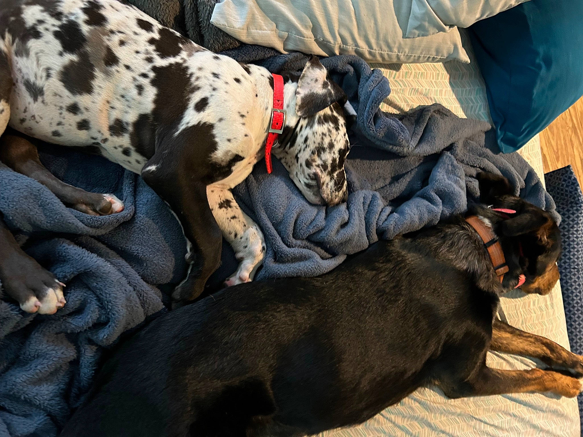 Finn joined the competition — help win amazing prizes! canidae, carnivore, comfort, companion_dog, dog, dog_breed, dog_supply, fawn, fur, guard_dog, non_sporting_group, snout, sporting_group, terrestrial_animal, toy_dog, working_animal, working_dog