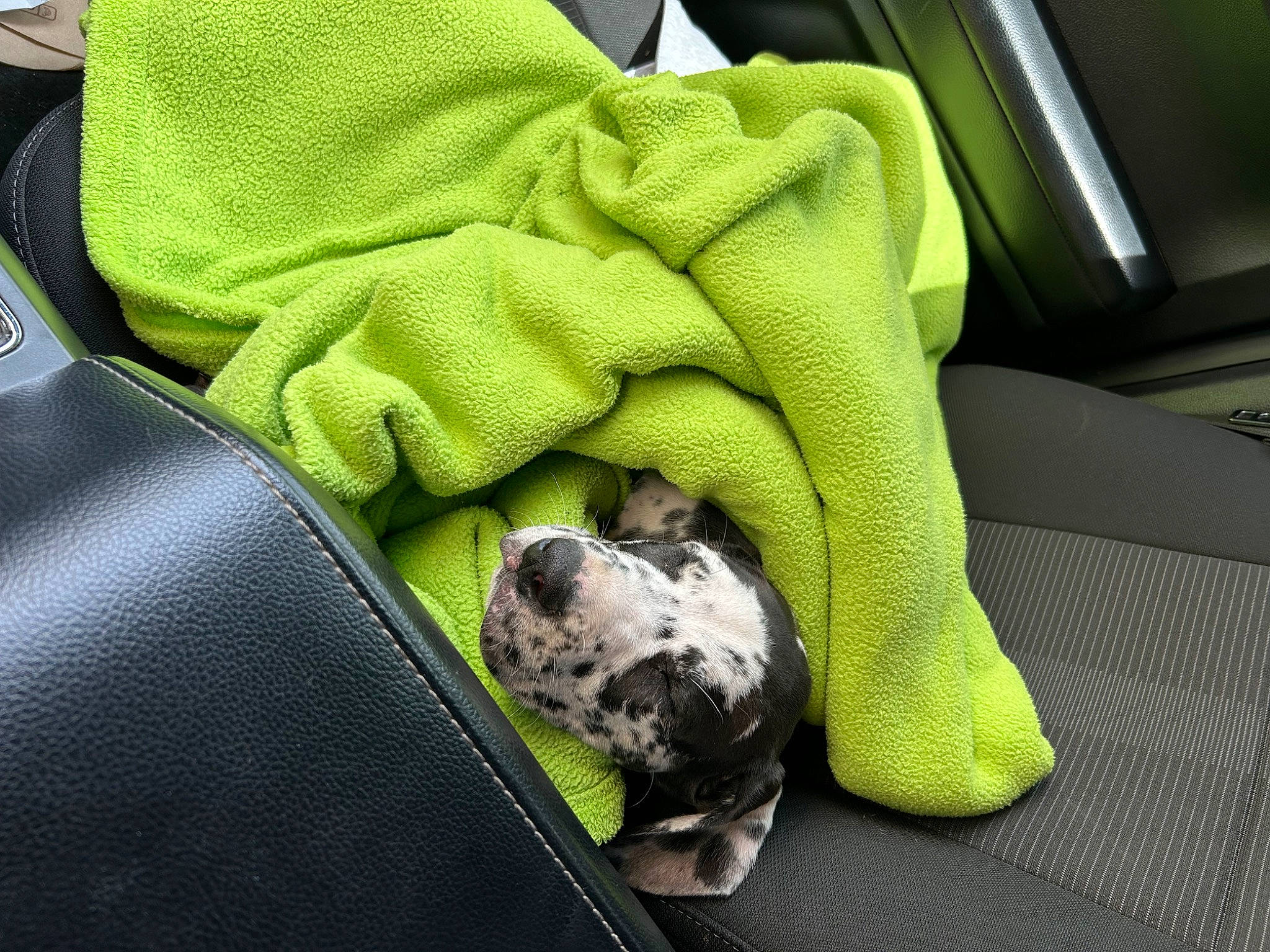 Gus joined the competition — help win amazing prizes! auto_part, bag, car_seat, car_seat_cover, carnivore, comfort, companion_dog, dog, dog_breed, electric_blue, family_car, head_restraint, motor_vehicle, personal_luxury_car, sporting_group, tints_and_shades, toy_dog, vehicle, vehicle_door