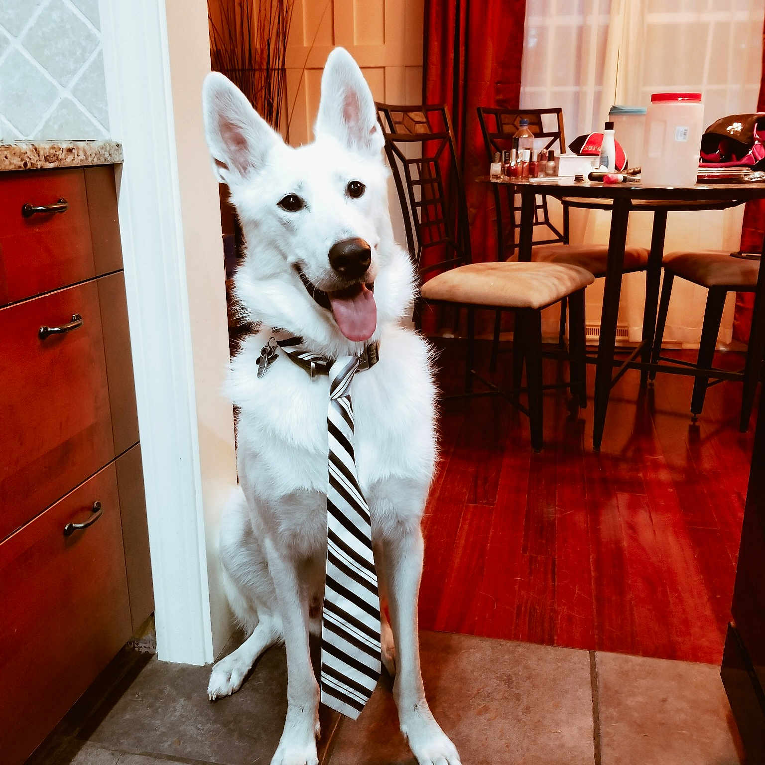 Varick joined the competition — help win amazing prizes! carnivoran, dog, dog_breed, dog_breed_group, dog_like_mammal, fur, siberian_husky, white, white_shepherd