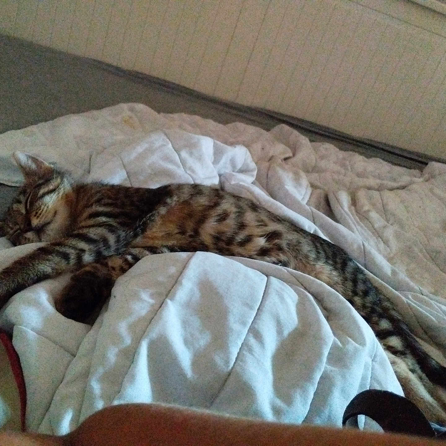 Titi