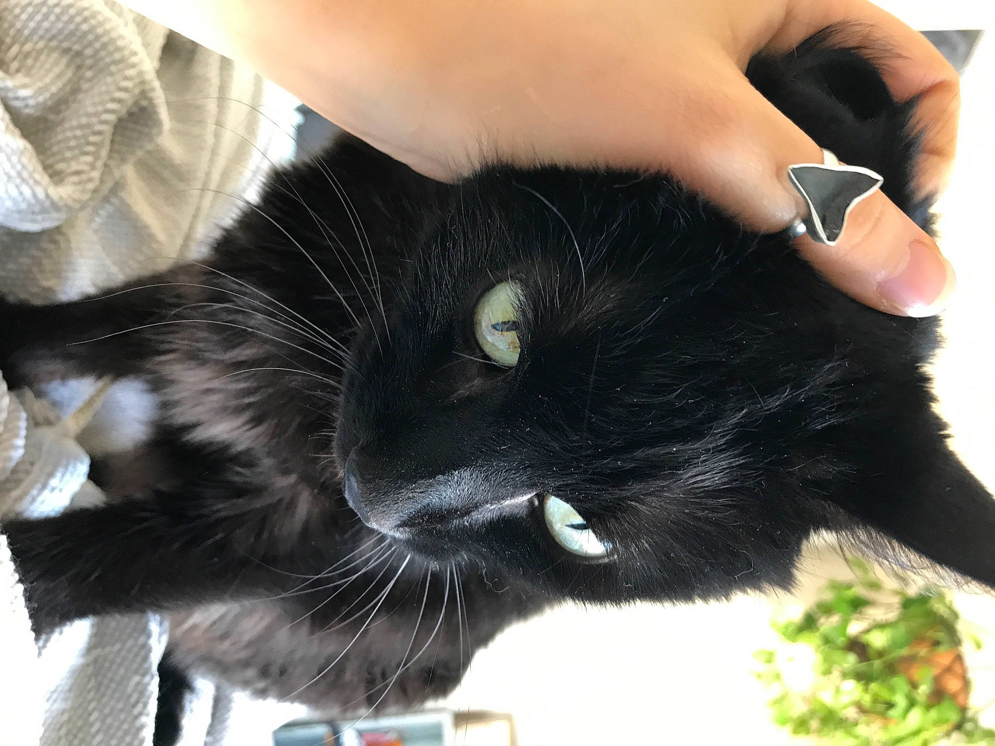 Ashes is registered to the contest to win money with this photo: black_cat, carnivore, cat, collar, domestic_short_haired_cat, felidae, finger, fur, gesture, nail, plant, small_to_medium_sized_cats, snout, tail, thumb, tree, vertebrate, watch, whiskers, wrist