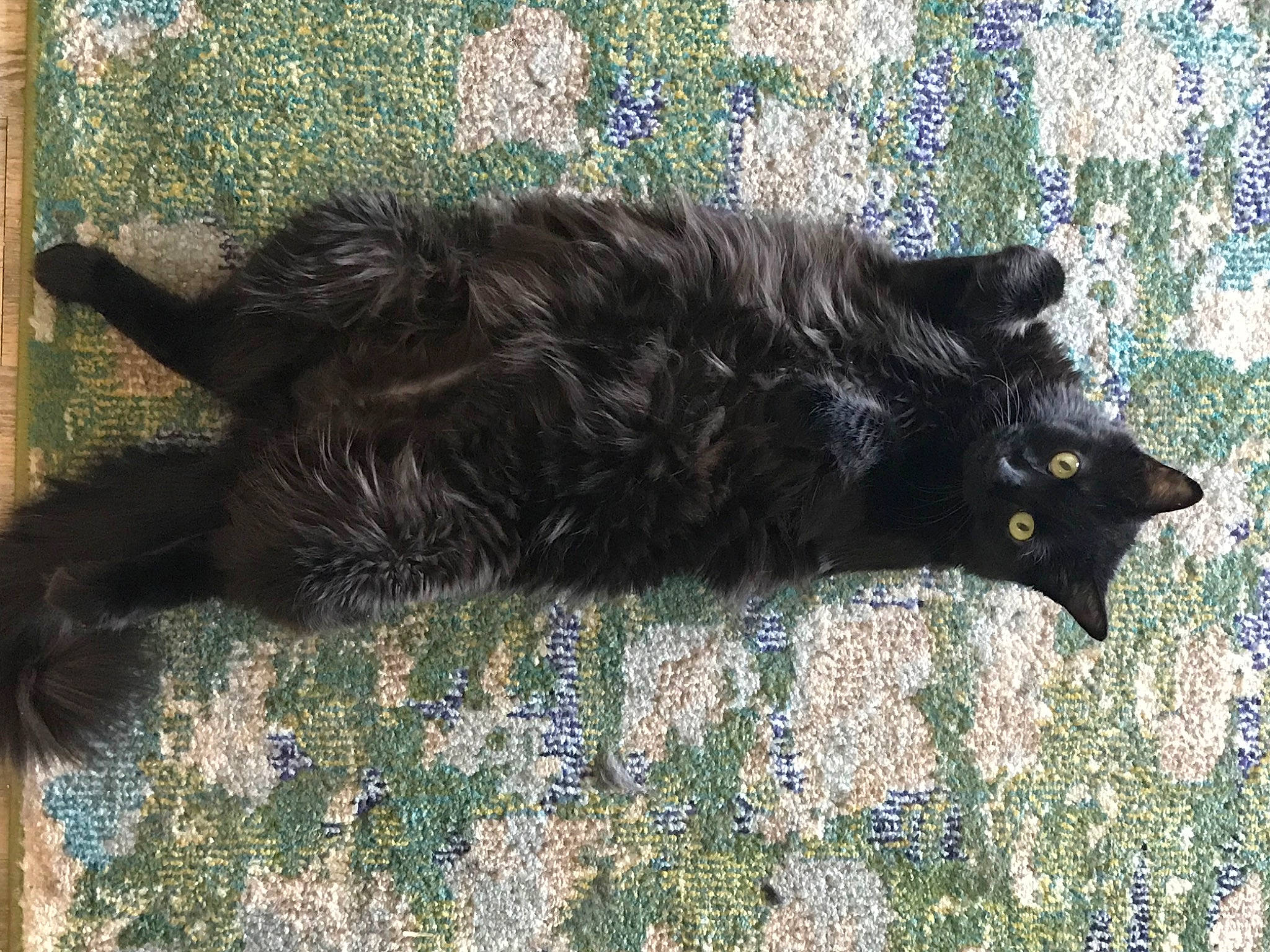 Ashes is registered to the contest to win money with this photo: black_cat, bombay, carnivore, cat, claw, dog_breed, domestic_short_haired_cat, felidae, fur, grass, shadow, small_to_medium_sized_cats, snout, sporting_group, tail, terrestrial_animal, tints_and_shades, tree, vertebrate, whiskers