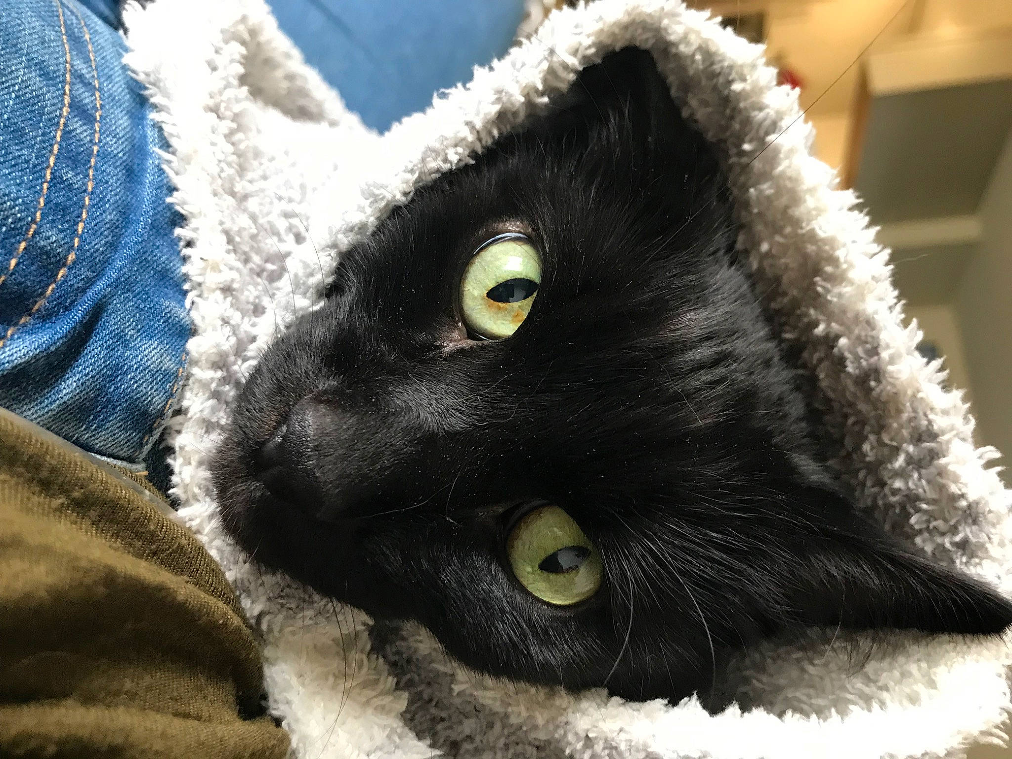 Ashes is registered to the contest to win money with this photo: black_cat, bombay, carnivore, cat, claw, close_up, comfort, domestic_short_haired_cat, electric_blue, felidae, fur, grey, sleeve, small_to_medium_sized_cats, snout, stuffed_toy, terrestrial_animal, whiskers