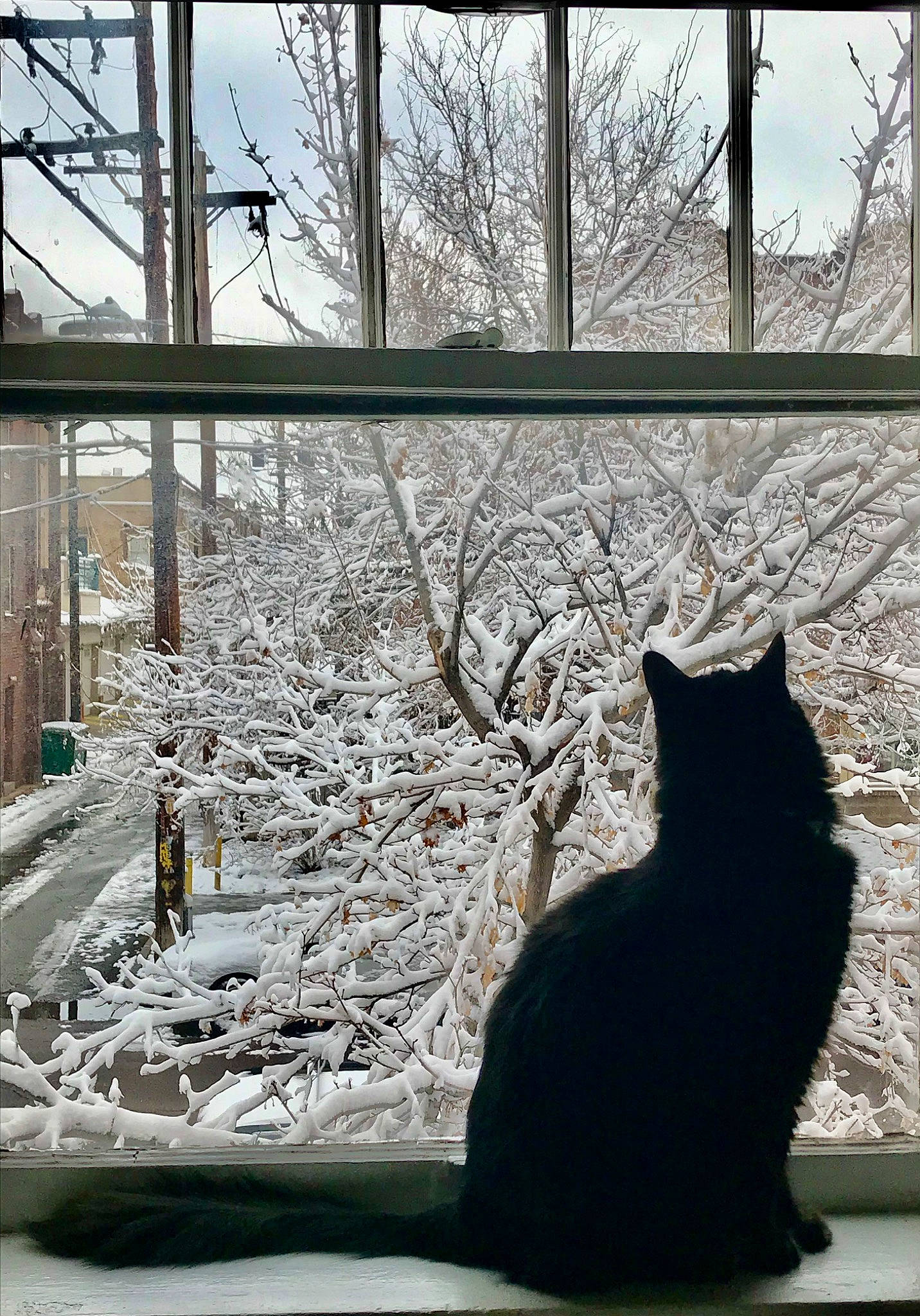 Ashes joined the competition — help win amazing prizes! branch, carnivore, cat, felidae, freezing, grey, light, plant, sky, small_to_medium_sized_cats, snow, sunlight, tail, tints_and_shades, tree, twig, whiskers, window, wood, woody_plant
