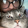 cat, person, glasses, close_up, indoor, face, pet, animal, whiskers, curious, gray_cat, human, portrait, window_blinds, feline, cute, expression, eyewear, domestic, companionship