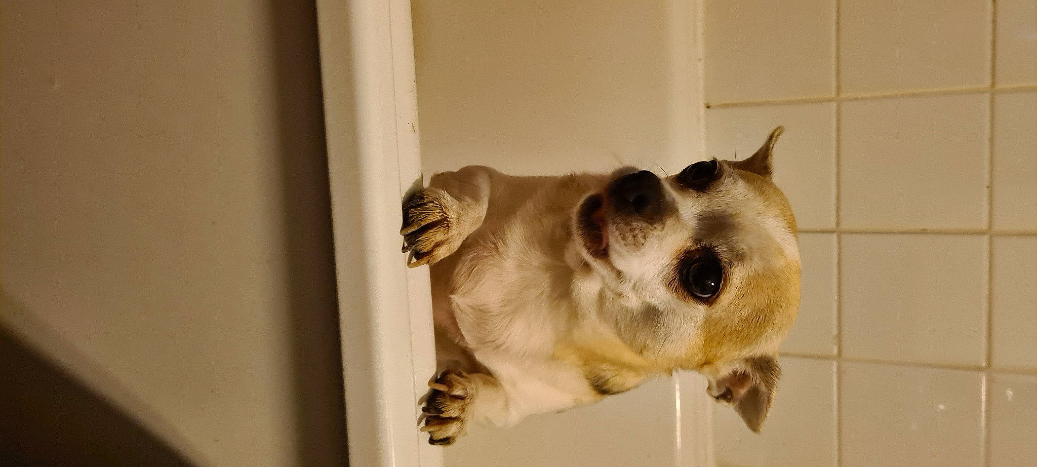 Simba a rejoint le concours — aidez-le/la à gagner de superbes lots ! ball, canidae, carnivore, companion_dog, dog, dog_breed, domestic_short_haired_cat, door, fawn, felidae, fur, paw, small_to_medium_sized_cats, snout, sporting_group, tail, whiskers, window, wood, working_animal