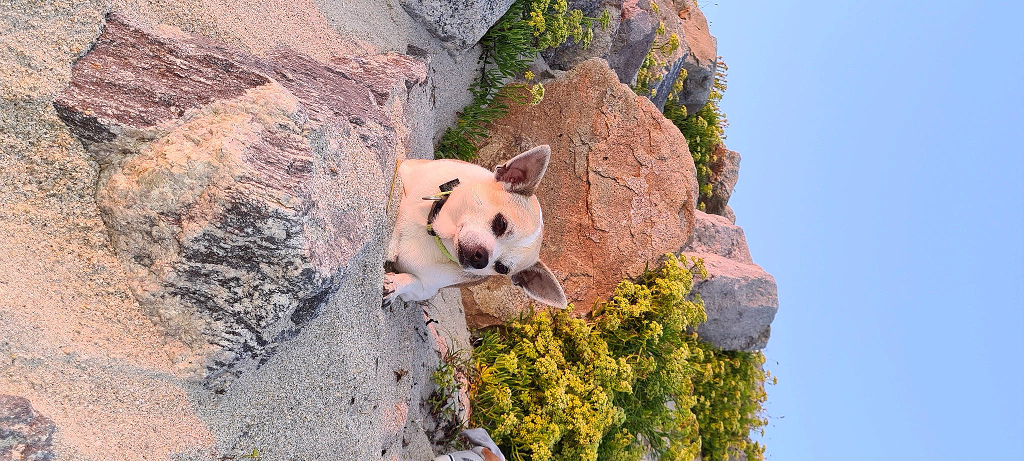 Simba a rejoint le concours — aidez-le/la à gagner de superbes lots ! adventure, bedrock, biome, carnivore, dog_breed, fawn, formation, geology, grass, landscape, mountain, outcrop, panda, plant, rock, sky, snout, terrestrial_animal, wilderness, wildlife