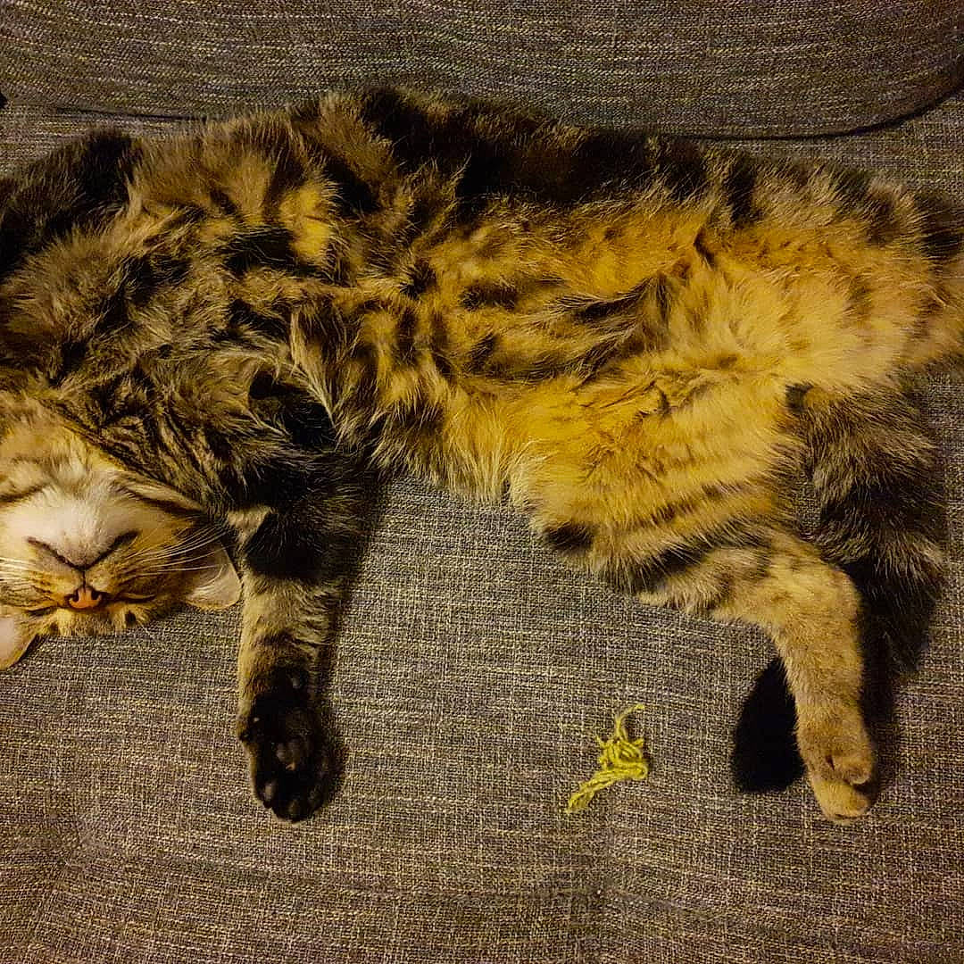 Calimero a rejoint le concours — aidez-le/la à gagner de superbes lots ! big_cats, carnivore, cat, claw, comfort, domestic_short_haired_cat, fawn, felidae, foot, fur, nap, paw, sleep, small_to_medium_sized_cats, snout, tail, terrestrial_animal, whiskers, wildlife