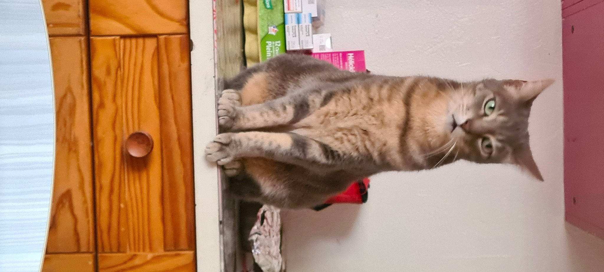 Rebel participe au concours pour gagner de l'argent avec cette photo : carnivore, cat, claw, domestic_short_haired_cat, door, felidae, fur, hardwood, paw, small_to_medium_sized_cats, snout, tail, varnish, vertebrate, whiskers, wood, wood_stain