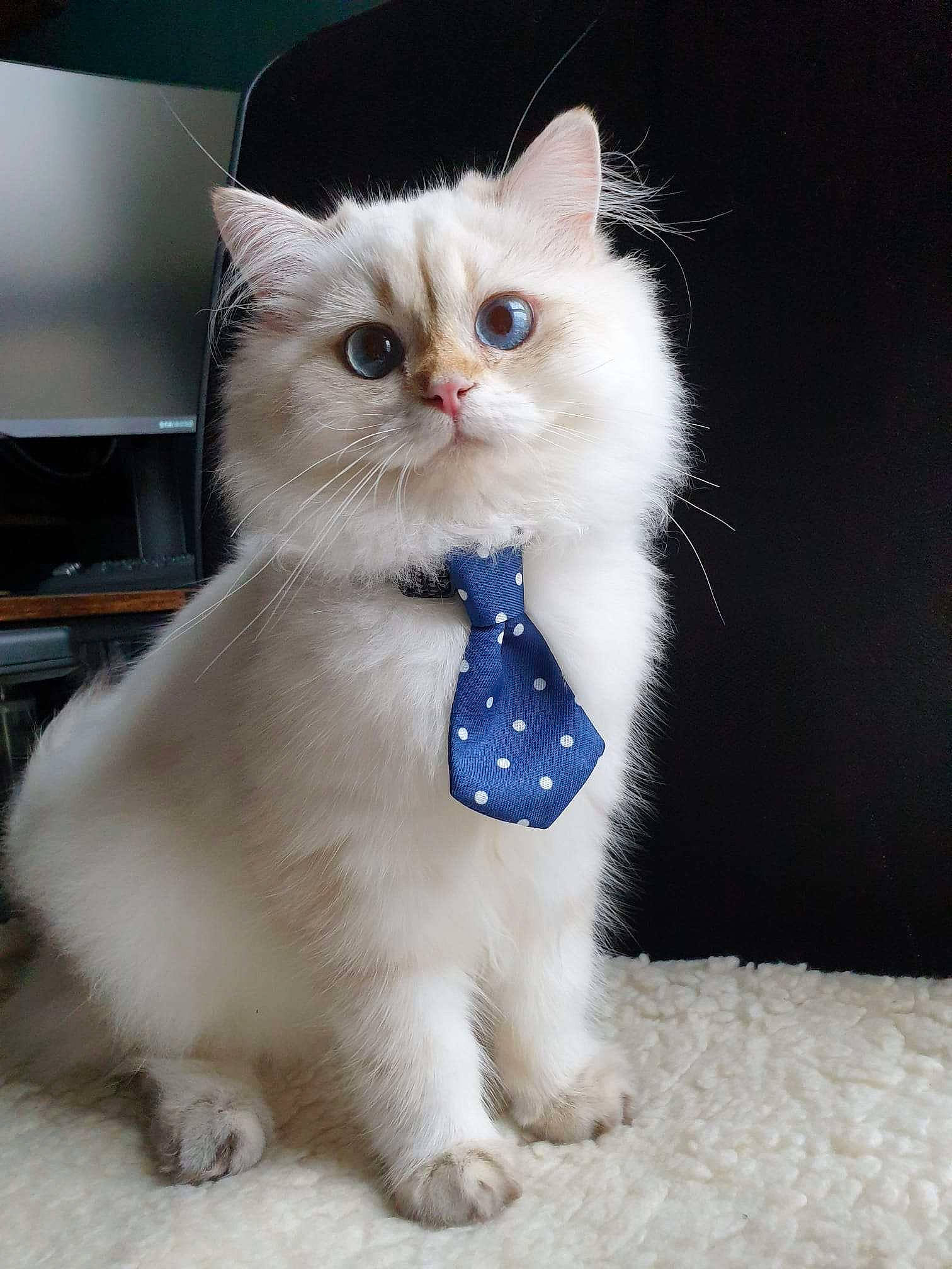 Dandelion is registered to the contest to win money with this photo: carnivore, cat, claw, computer_keyboard, computer_monitor, electric_blue, fawn, felidae, formal_wear, fur, paw, photo_caption, ragdoll, shelf, small_to_medium_sized_cats, snout, tail, television, terrestrial_animal, whiskers