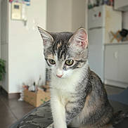 Aby participe au concours pour gagner de l'argent avec cette photo : kitten, cat, indoor, pet, curious, gray, white, green_eyes, feline, young, animal, domestic, houseplant, cardboard_box, kitchen, appliance, floor, seat, fur, whiskers