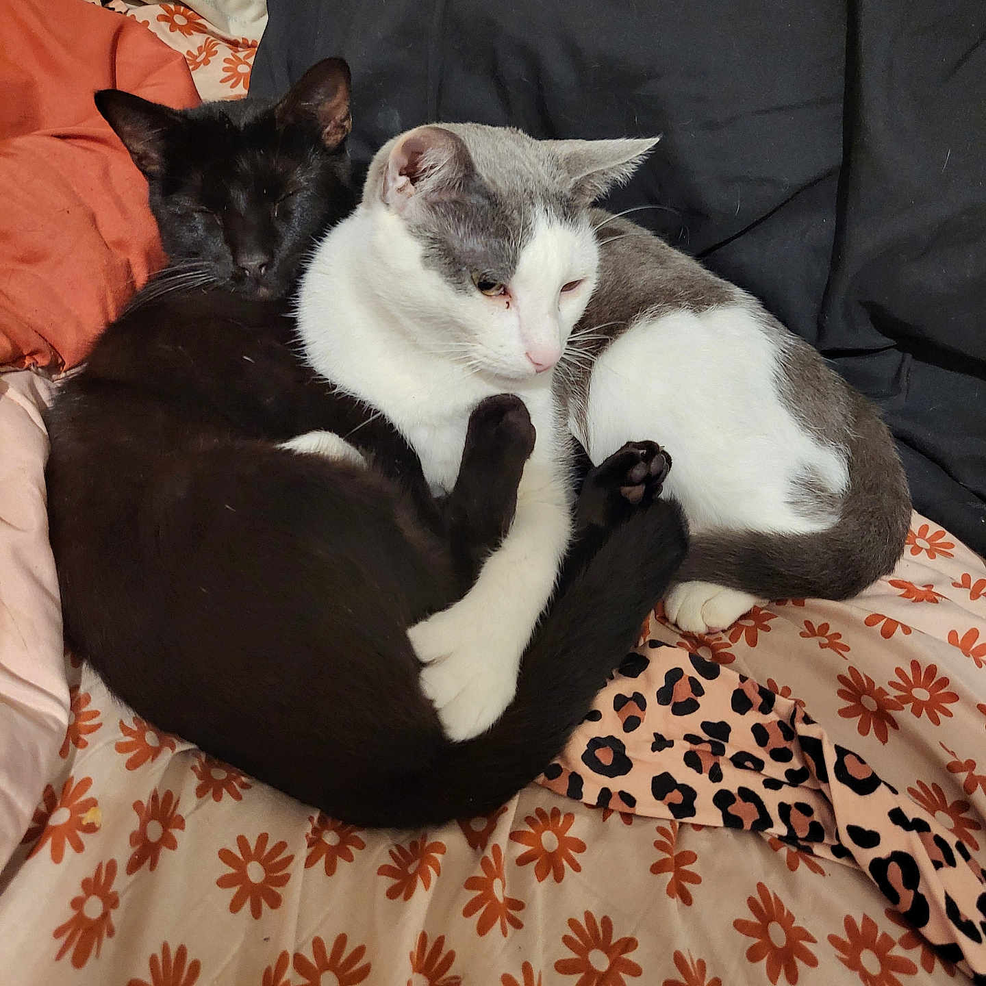 Onyx And Jasper joined the competition — help win amazing prizes! animal, bed, black_cat, blanket, cat, companion, cozy, cuddle, cute, domestic_animal, floral_pattern, fur, gray_cat, indoor, leopard_print, pattern, pets, resting, sleeping, white_cat