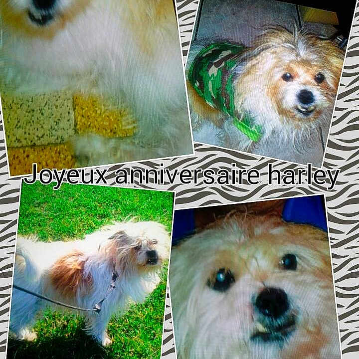 Harley