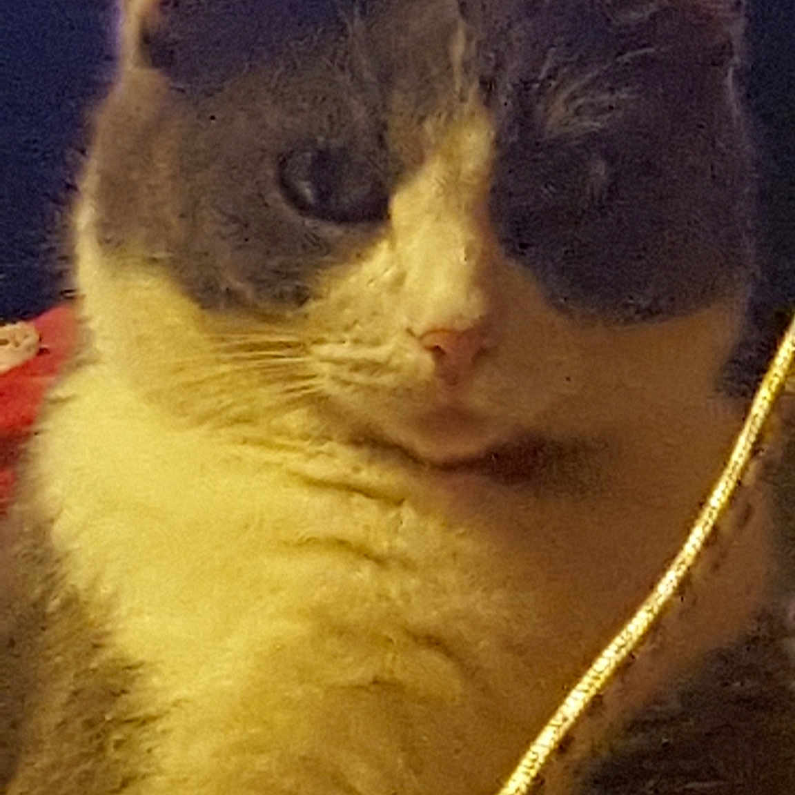 Nounouche