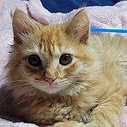 Charly participe au concours pour gagner de l'argent avec cette photo : kitten, cat, orange_cat, fluffy, pet, animal, cute, feline, indoor, blanket, pink, soft, relaxed, lying_down, young, whiskers, ears, nose, eyes, fur