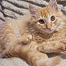 kitten, cat, orange_cat, fluffy, pet, animal, cute, lying_down, blanket, texture, indoor, fur, small_animal, young_cat, domestic_cat, relaxed, looking_at_camera, close_up, phone_screenshot, text_overlay