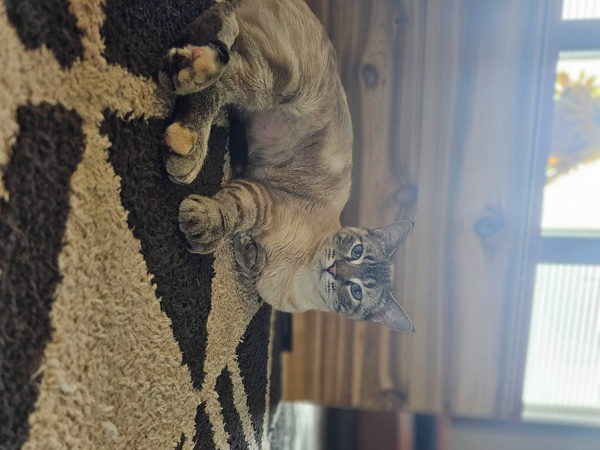 Stormie joined the competition — help win amazing prizes! art, building, carnivore, carving, door, felidae, fur, metal, pattern, sculpture, shadow, small_to_medium_sized_cats, statue, tail, textile, tree, visual_arts, whiskers, window, wood