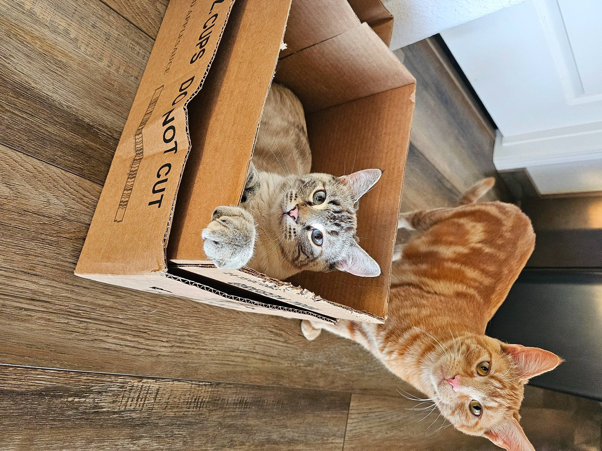 Stormie is registered to the contest to win money with this photo: box, cardboard, carnivore, carton, cat, comfort, domestic_short_haired_cat, fawn, felidae, font, fur, hardwood, packaging_and_labeling, packing_materials, shipping_box, small_to_medium_sized_cats, tail, terrestrial_animal, whiskers, wood