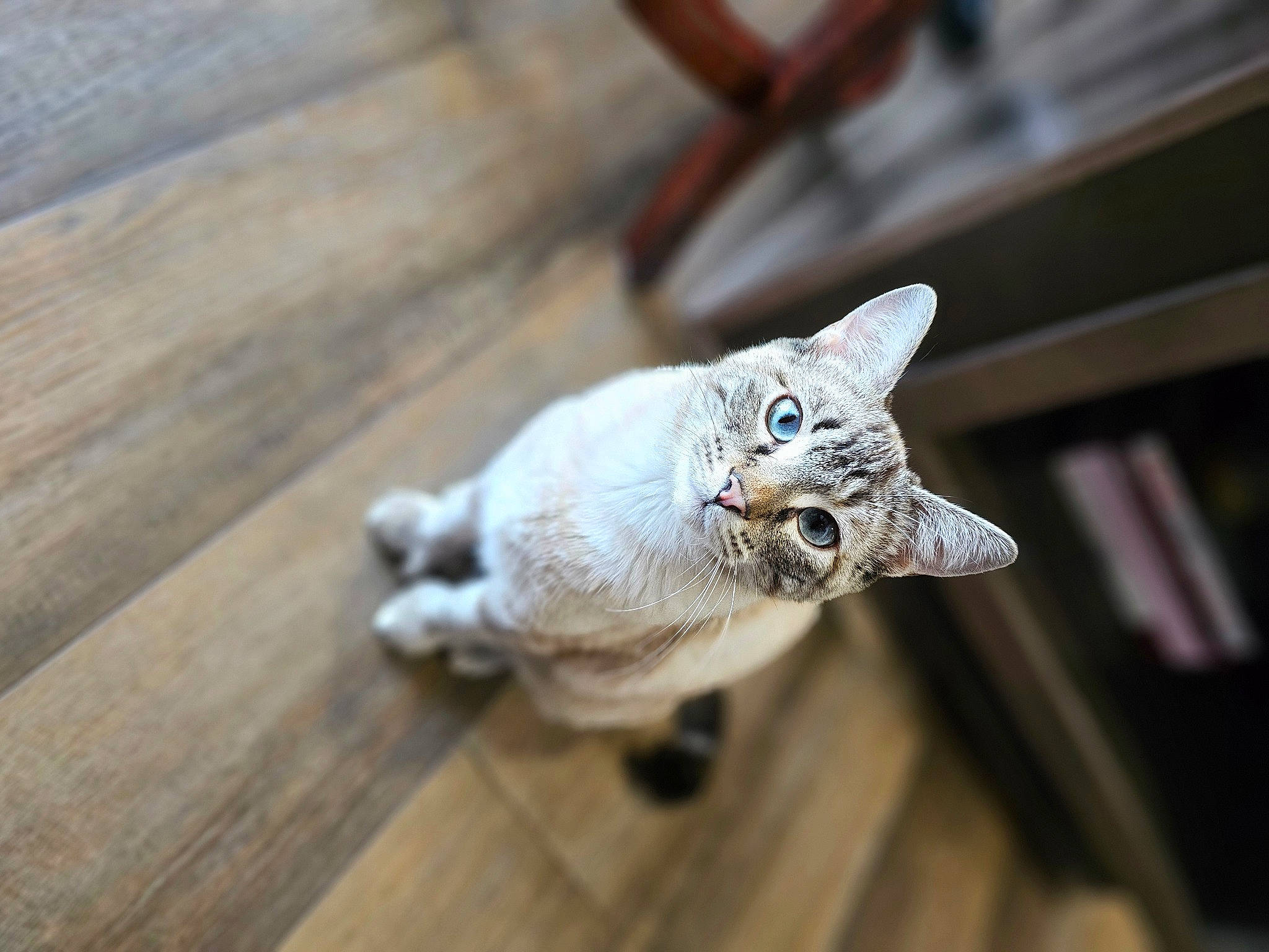 Stormie is registered to the contest to win money with this photo: carnivore, cat, domestic_short_haired_cat, fawn, felidae, flooring, fur, hardwood, paw, plank, plant, small_to_medium_sized_cats, snout, tail, toy, varnish, whiskers, wood, wood_flooring, wood_stain