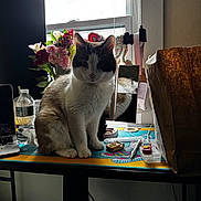 Shiro joined the competition — help win amazing prizes! cat, indoor, desk, flowers, window, bottle, mirror, paper_bag, pen, laptop, reflection, clutter, feline, shadow, light, houseplant, object, sitting, table, room
