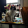 cat, indoor, desk, flowers, window, bottle, mirror, paper_bag, pen, laptop, reflection, clutter, feline, shadow, light, houseplant, object, sitting, table, room