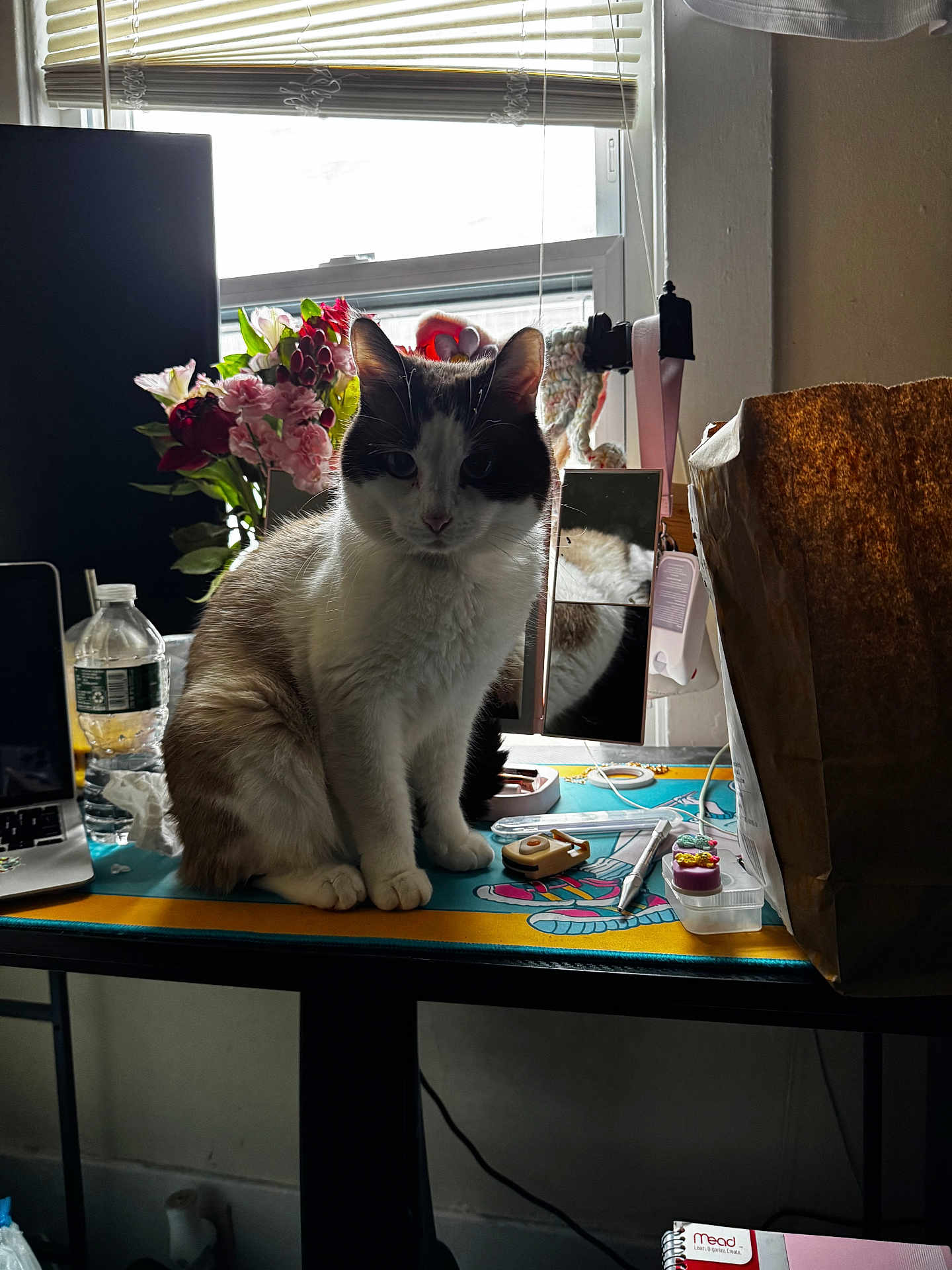 Shiro joined the competition — help win amazing prizes! cat, indoor, desk, flowers, window, bottle, mirror, paper_bag, pen, laptop, reflection, clutter, feline, shadow, light, houseplant, object, sitting, table, room