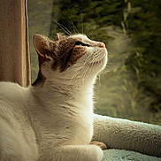 Shelby a rejoint le concours — aidez-le/la à gagner de superbes lots ! cat, animal, pet, indoor, window, blanket, resting, fur, whiskers, side_view, cozy, soft_texture, relaxed, light, daylight, domestic, mammal, cute, peaceful, portrait